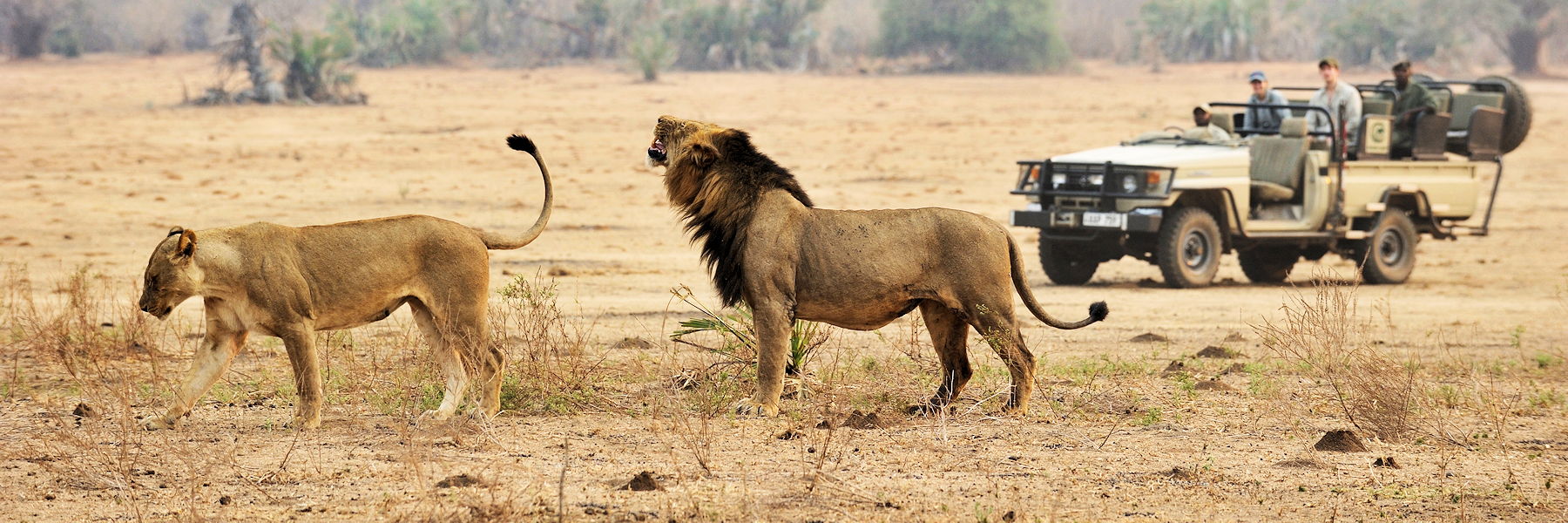 safari en 4x4 dans le parc du lower zambezi en zambie - observation de lions
