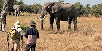 safari a pied dans la reserve de moremi au botswana