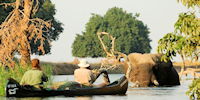 safari en canoe - observation d'elephants