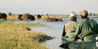 safari en canoe - observation d'hippopotammes