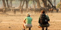 safri a pied a mana pool -obervation de buffles