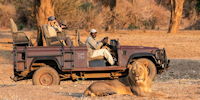 safari en 4x4 dans le parc du lower zambezi en zambie - observation de lions