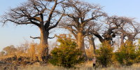 baobabs savuti