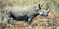 rhinocerros noir - safari en namibie