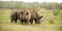 rhinocerros noir dans le parc d'etosha - safari en nambie