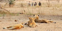 safari en 4x4 vers le zambeze - safari au zimbabwe