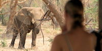 elephant dans un camp du zambeze - safari au zimbabwe