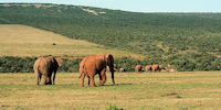 elephants dans le parc d'addo - voyage en afrique du sud