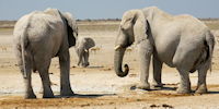 safari dans le parc d'etosha en namibie - elephant au point d'eau