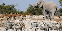 observation d'elephants au point d'eau dans le parc d'etosha - voyage en namibie