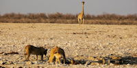 safari dans le parc d'etosha en namibie- observation de lion et giraffe