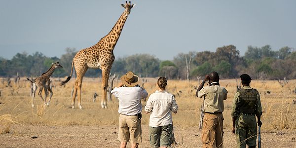 Safari a pied dans le parc national de South Luangwa en Zambie