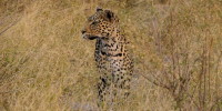 leopard - safari dans le parc kruger en afrique du sud