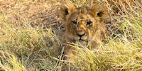 lionceau - safari en afrique du sud