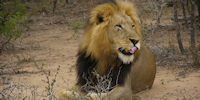 safari dans le parc kruger en afrique du sud - observation d'un lion