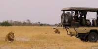 lions 4x4