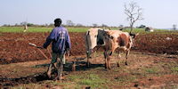 homme labourant son champ avec des boeufs - voyage au mozambique