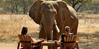 observation d'elephant en safari dans le parc du lower zambezi en zambie