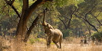 safari a pied dans le parc de mana pools au zimbabwe