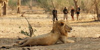 safari a pied dans le parc de mana pools au zimbabwe