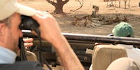 safari en 4x4 dans le aprc du south luangwa en zambie- observation de lions