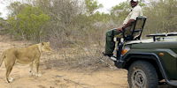 safari en 4x4 dans le parc kruger - observation de lion