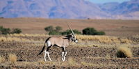 oryx - voyage en namibie