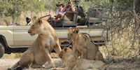 safari en 4x4 vers le zambeze - observation de lions