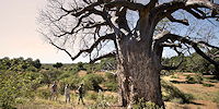 safari a pied dans le parc kruger en afrique du sud