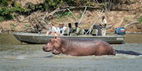 safari en bateau dans le parc du south luangwa en zambie - observation d'hippopotammes