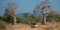 safari en 4x4 dans le parc du south luangwa en zambie
