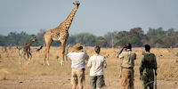 safari a pied dans le parc du south luangwa en zambie
