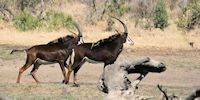 hippotragues noires - safari dans le parc Kruger en afrique du sud