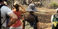 safari a pied en Afrique du Sud - observation d'elephants
