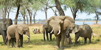 safari a pied vers le zambeze