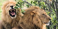 lions - safari dans le parc kruger en afrique du sud