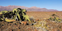 welwitchia dans le brandberg - voyage en namibie