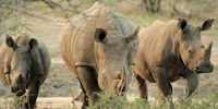 rhinocerros - safari en afrique du sud