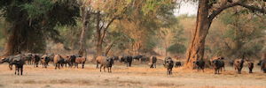 troupeau de buffles a mana pools - safari au zimbabwe
