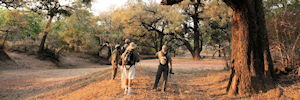 safari a pied dans le parc du south luangwa en zambie