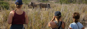 safari a pied dans le soutpansberg en afrique du sud - observation de rhinocerros