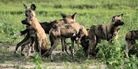 lycaons - safari au botswana