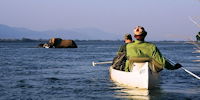 safari en canoe a mana pools au zimbabwe - observation d'elephants