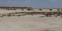 caravan d'elephants dans le parc d'etosha - safari en namibie