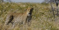 Leopard dans le parc d'etosha - safari en namibie